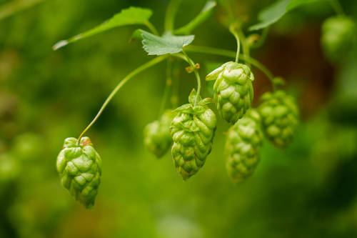 Hop Breeding Company Announces Commercial Release of Dolcita™ HBC 1019