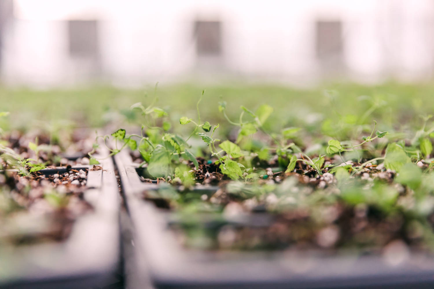 Seedlings