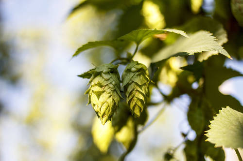 Announcing the Rebrand of Equinox™ Brand HBC 366 Hops