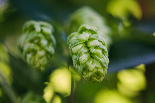 Hop Breeding Company Announces Commercial Release of Talus™ Brand HBC 692 Hop Variety