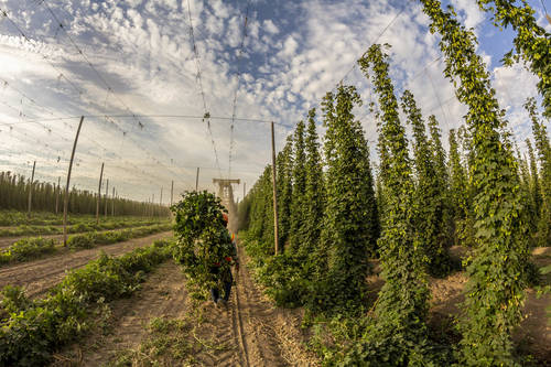 Perrault Farms - Toppenish, Washington