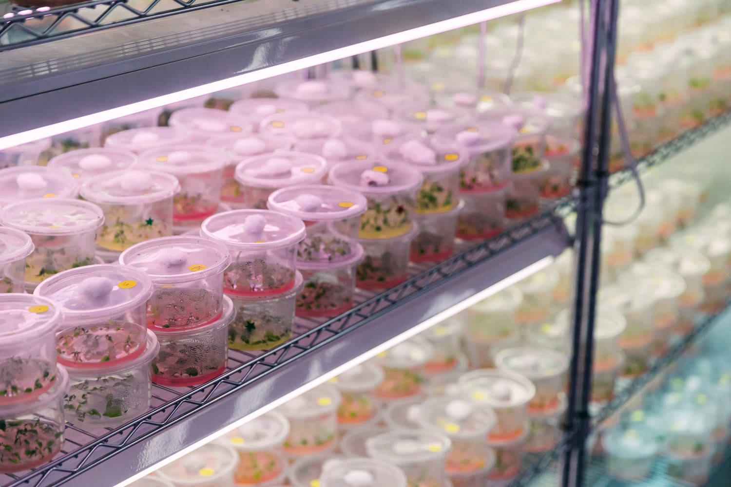 Tissue Culture Growth